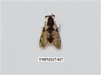 藏品(臺灣枝背舟蛾)的圖片